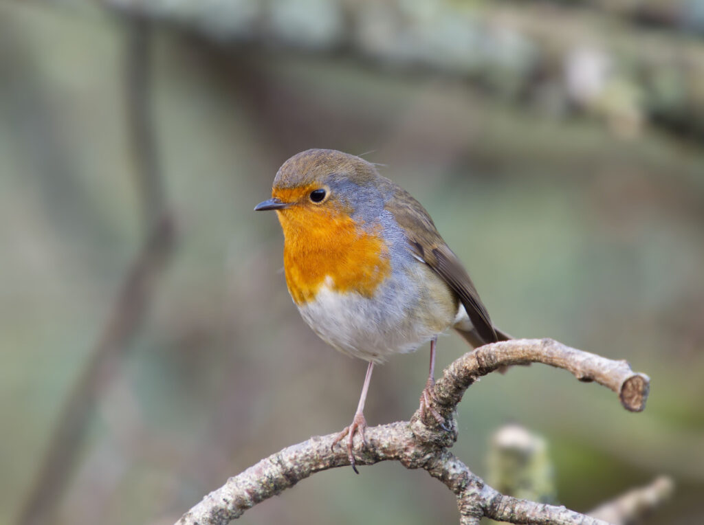 rouge george